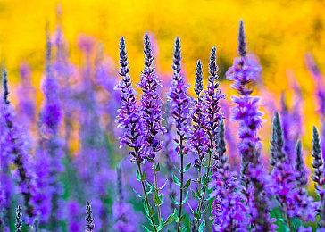 《X4：基石》正式公布第四款资料片“王国陨落”